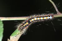 Acronicta tridens