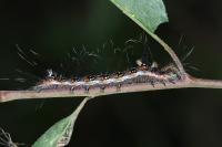Acronicta tridens