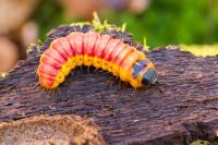 Cossus cossus