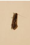 Monopis crocicapitella