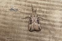 Hypena rostralis