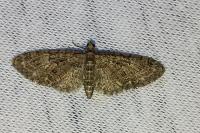 Eupithecia abbreviata