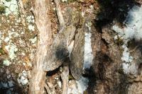 Peridea anceps