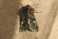 Valeria jaspidea