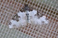 Xanthorhoe fluctuata
