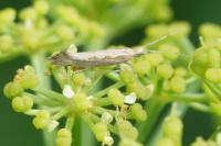 Plutella xylostella