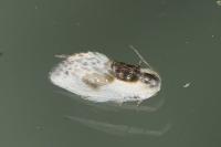 Cilix glaucata