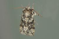 Polyploca ridens