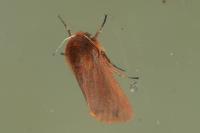 Phragmatobia fuliginosa