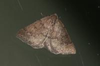 Aleucis distinctata