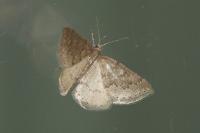 Aleucis distinctata