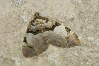 Anticlea derivata