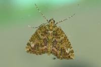 Chloroclysta siterata