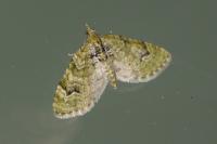 Chloroclystis v-ata