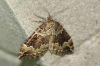 Lampropteryx suffumata