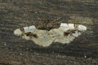 Ligdia adustata