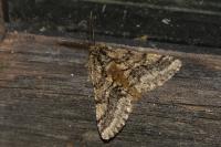 Lycia hirtaria