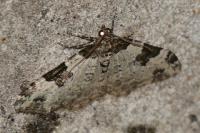 Xanthorhoe fluctuata