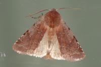 Cerastis rubricosa
