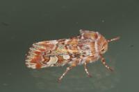 Panolis flammea