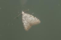 Nola confusalis