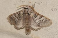 Drymonia ruficornis