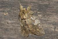 Peridea anceps
