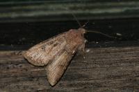 Agrotis segetum