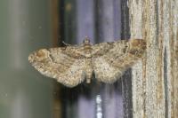 Gymnoscelis rufifasciata
