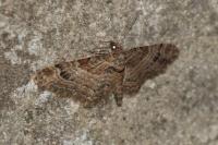 Gymnoscelis rufifasciata