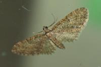Eupithecia abbreviata