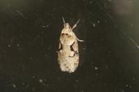 Semioscopis steinkellneriana