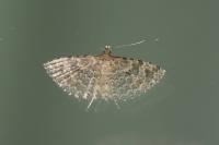 Alucita hexadactyla