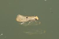 Tinea trinotella