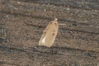 Agonopterix yeatiana