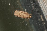 Depressaria daucella