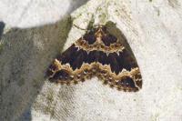 Lampropteryx suffumata