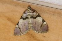 Anticlea derivata