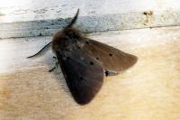 Diaphora mendica