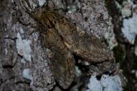 Peridea anceps
