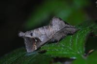 Clostera anachoreta
