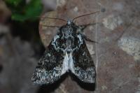 Polyploca ridens