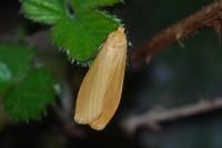 Wittia sororcula