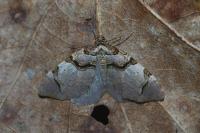 Anticlea derivata