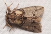 Drymonia velitaris