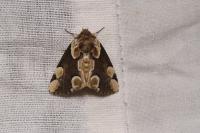 Thyatira batis