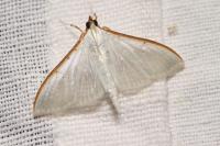 Palpita vitrealis