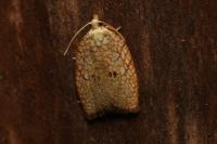 Acleris forsskaleana