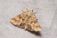 Eremobia ochroleuca