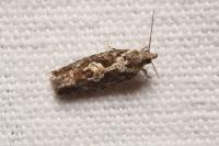 Zeiraphera isertana